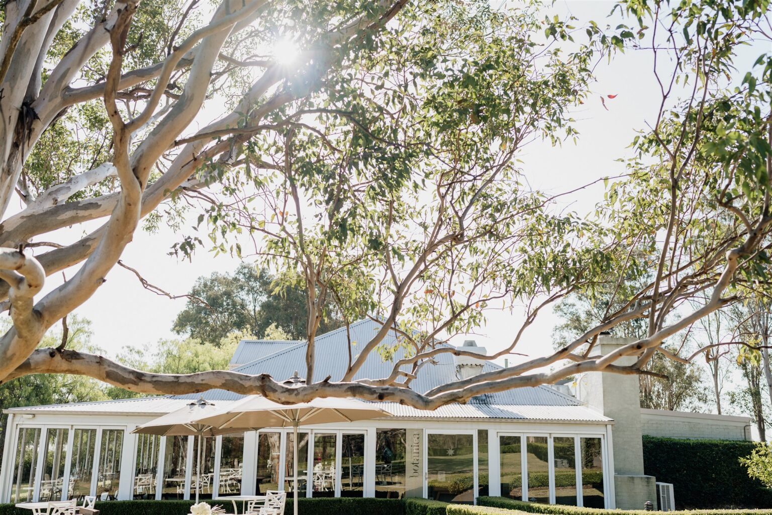 Glass pavilion beneath gum trees at Spicers Vineyards Estate