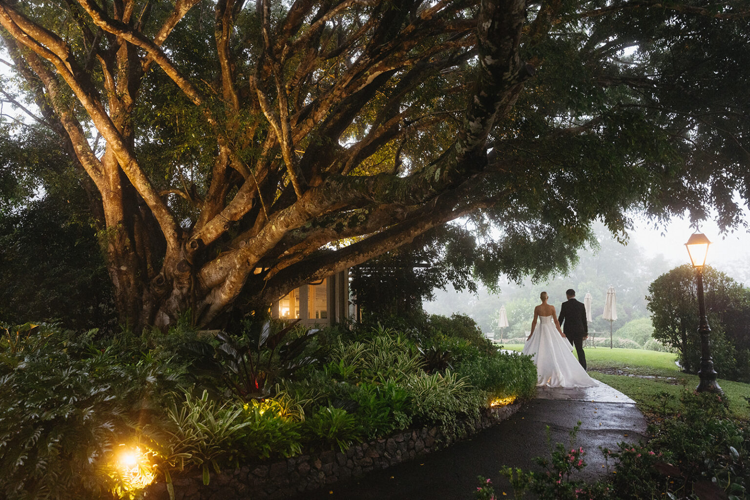 Couple beneath a sprawling fig tree at dusk