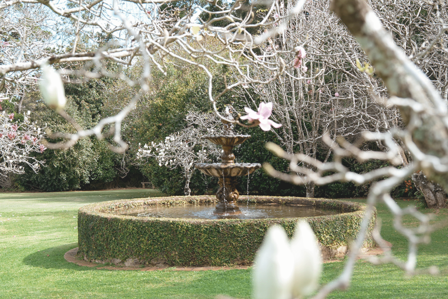 Tiered fountain framed by magnolia blossoms at Highgarden Estate