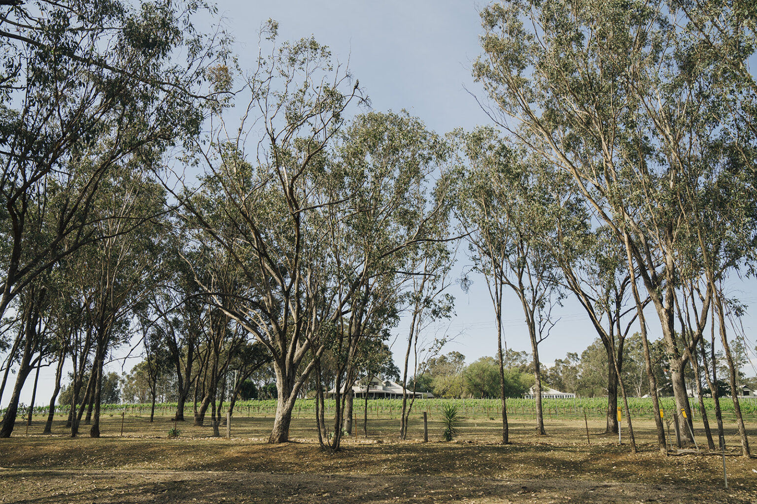 Gum trees and open grounds at Spicers Vineyards Estate