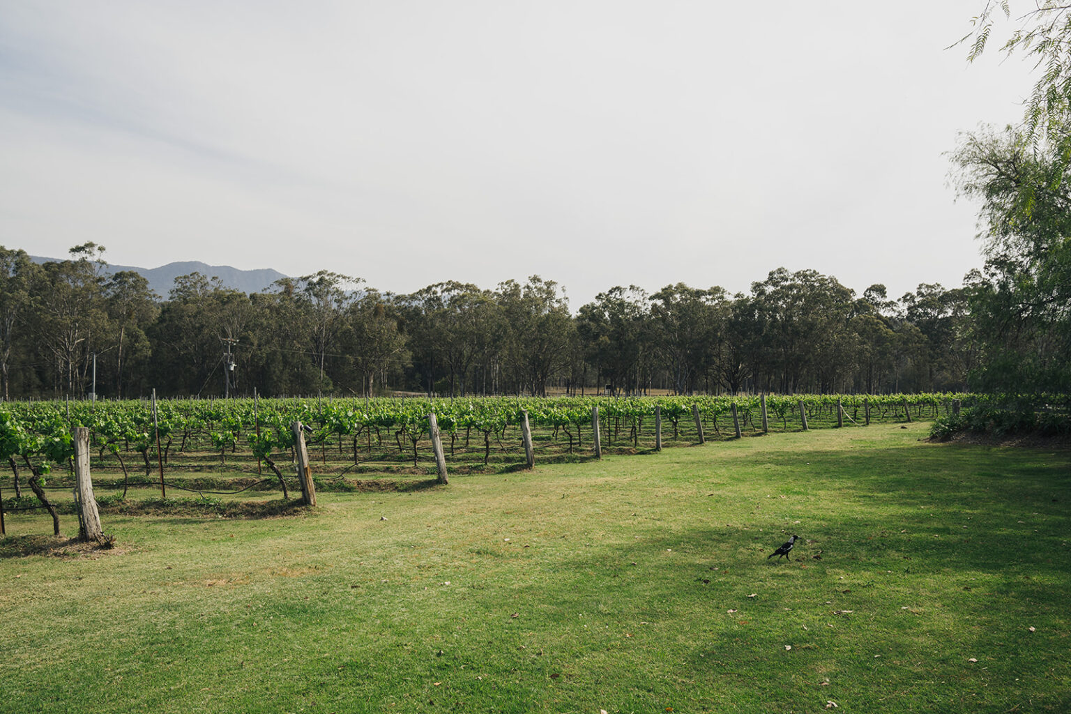 Vineyard rows and bushland at Spicers Vineyards Estate