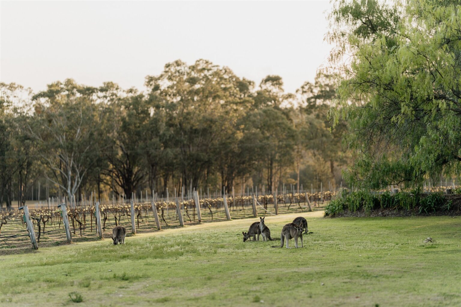 Kangaroos grazing beside the vineyard at dusk