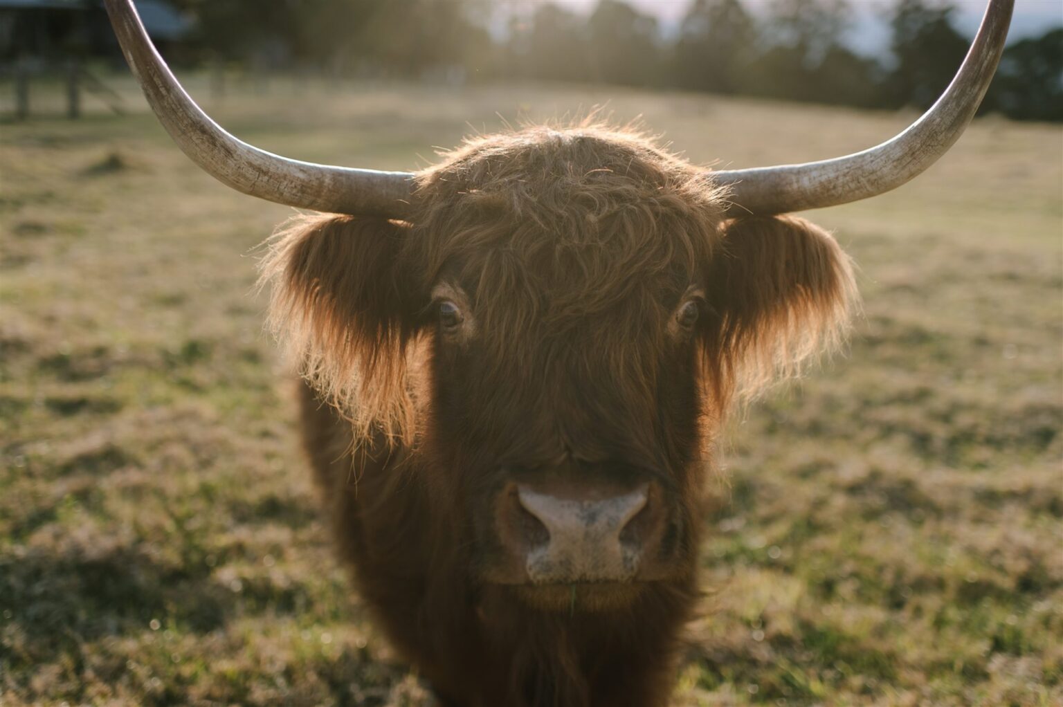 Highland cow grazing in the paddock
