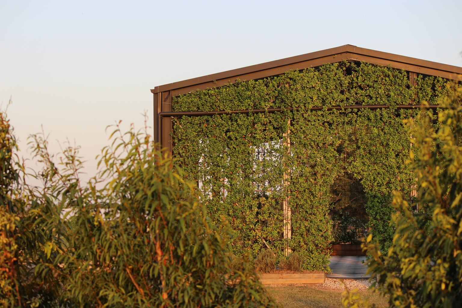 Vine-covered Conservatory at Twigley Farm at golden hour