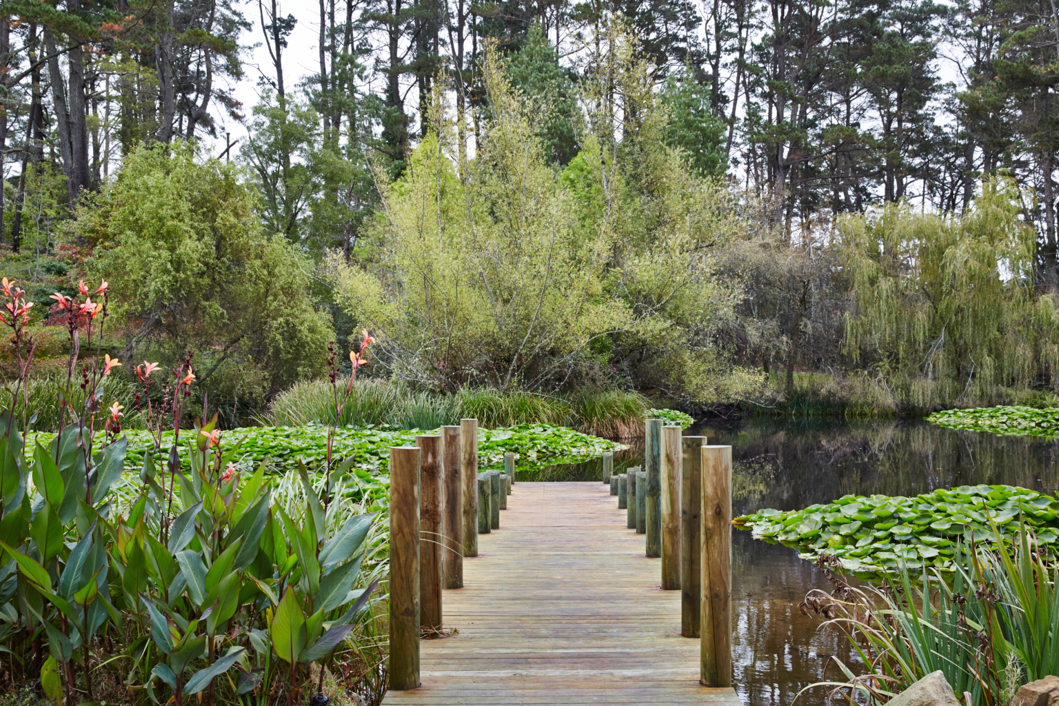 Timber boardwalk across the lily pond at Parklands