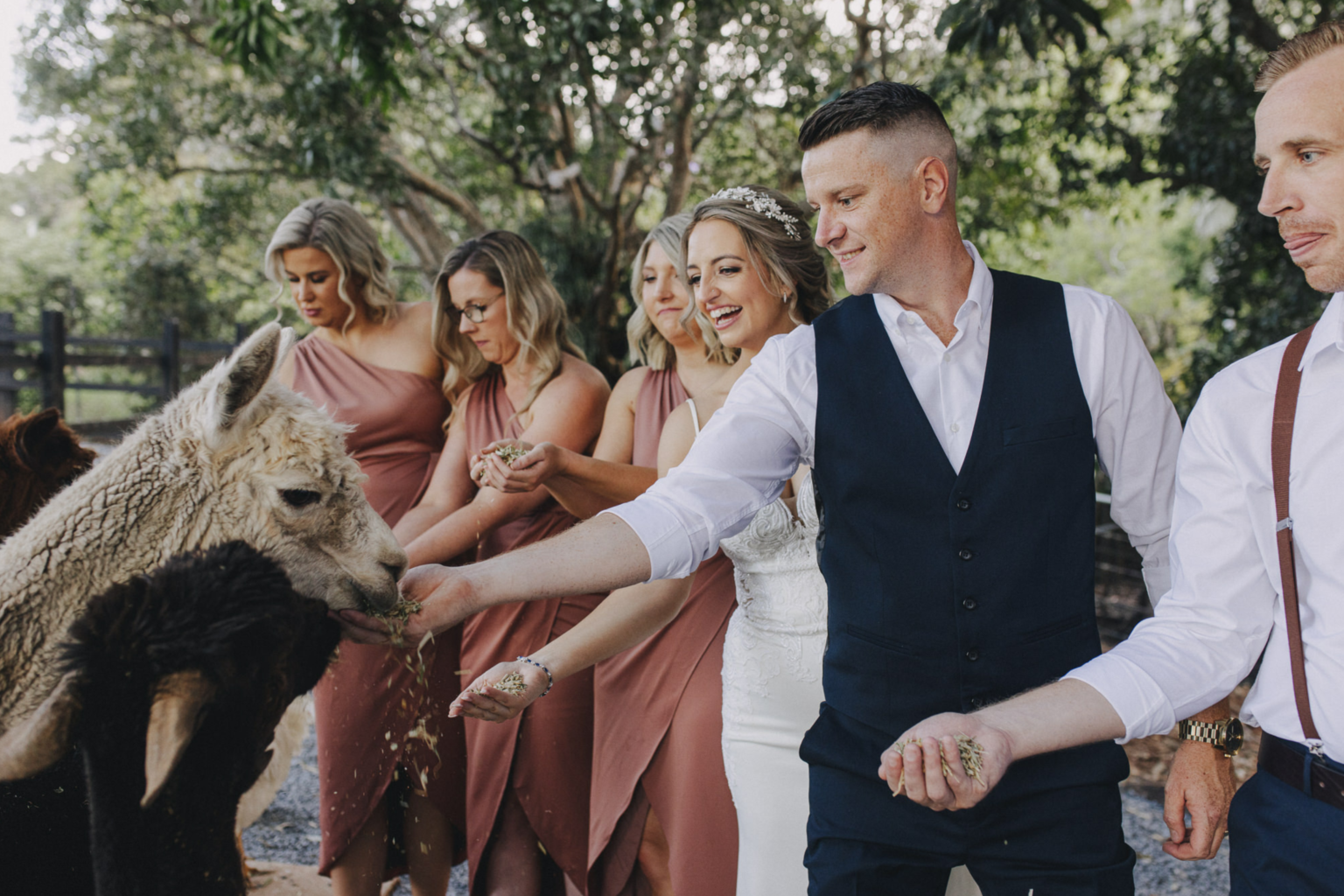 Wedding party feeding the alpacas at Rainforest Gardens