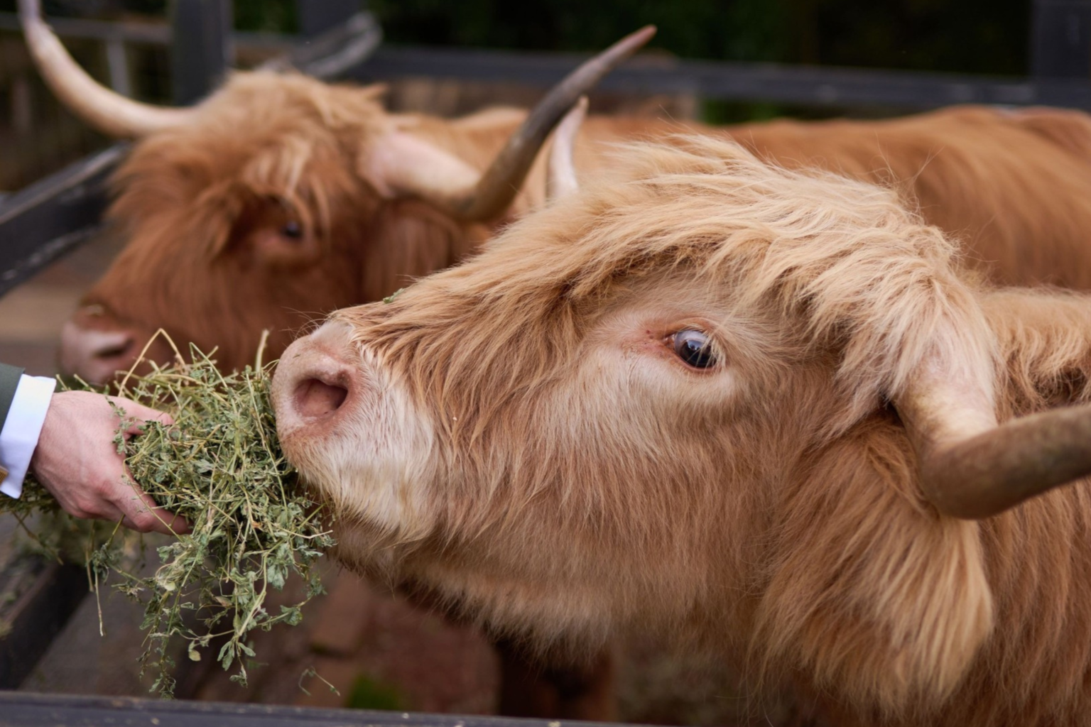 Highland cattle being hand-fed at Rainforest Gardens