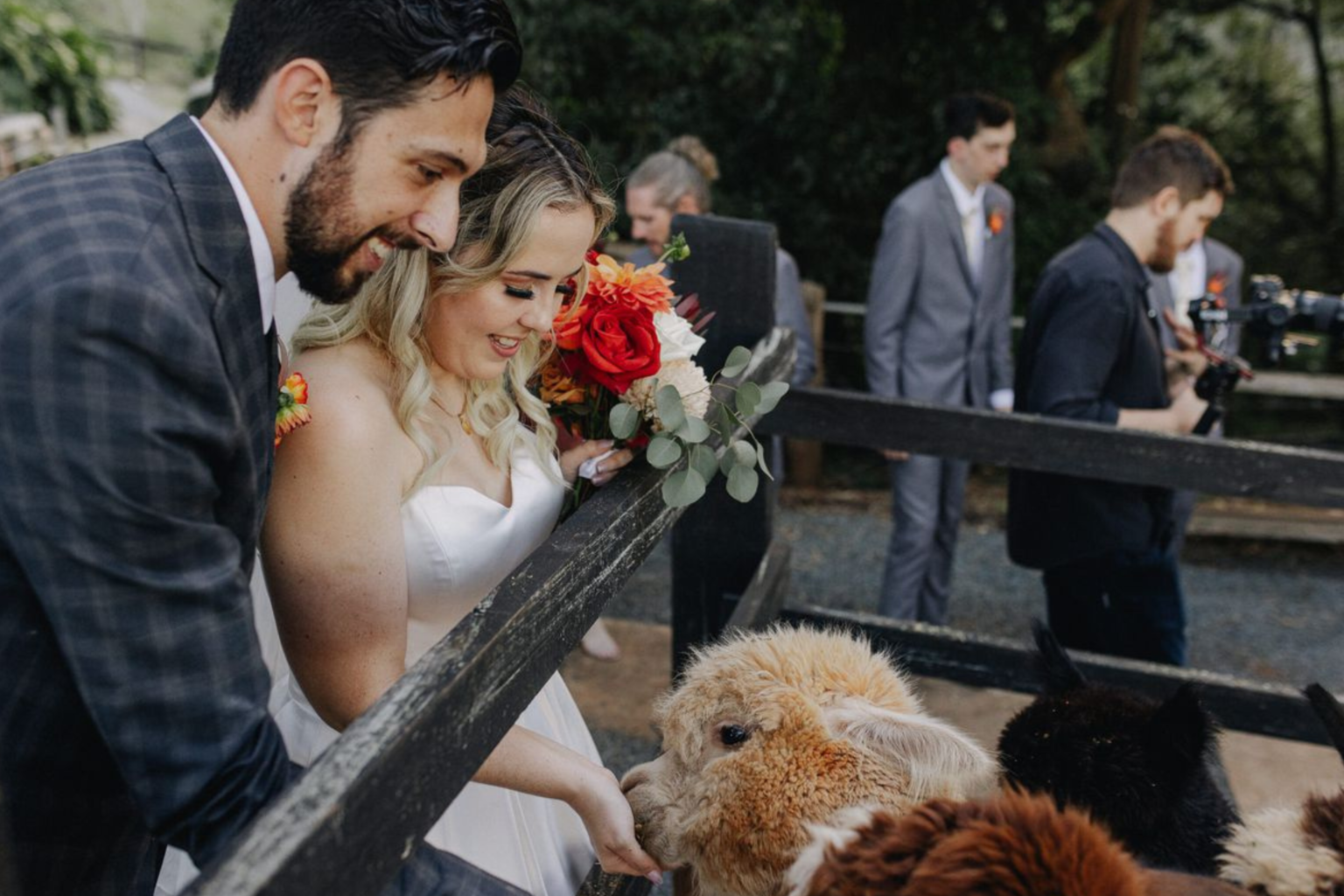 Couple and guests meeting the alpacas at Rainforest Gardens