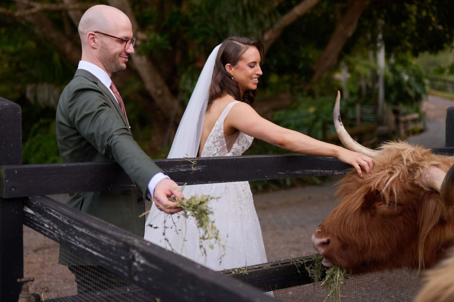 Couple patting a highland cow at Rainforest Gardens