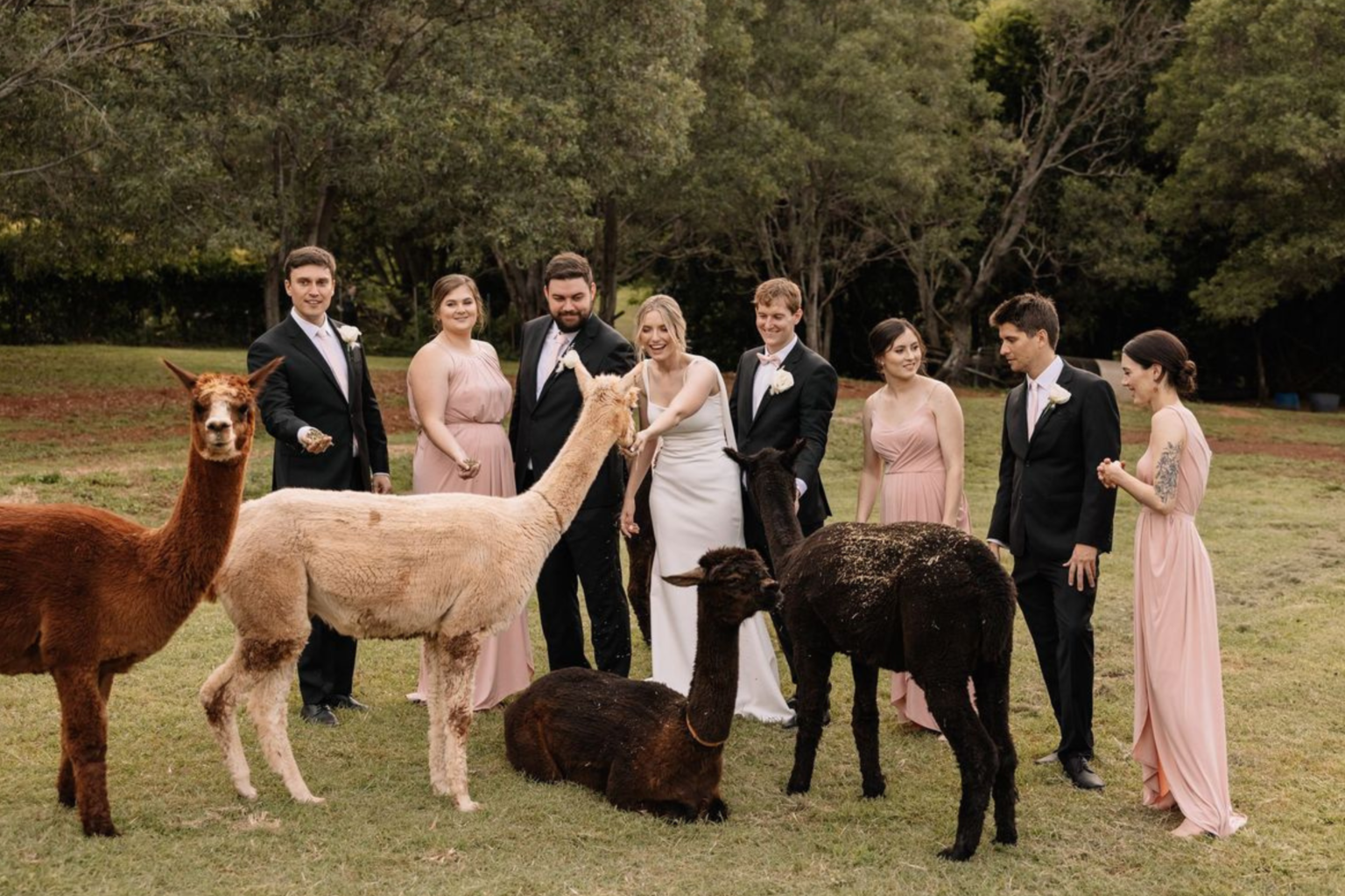 Wedding party with alpacas on the lawn at Rainforest Gardens