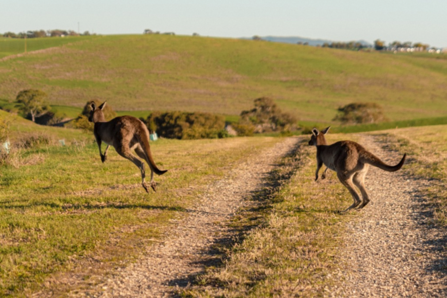Kangaroos crossing a country track at Kingsford The Barossa