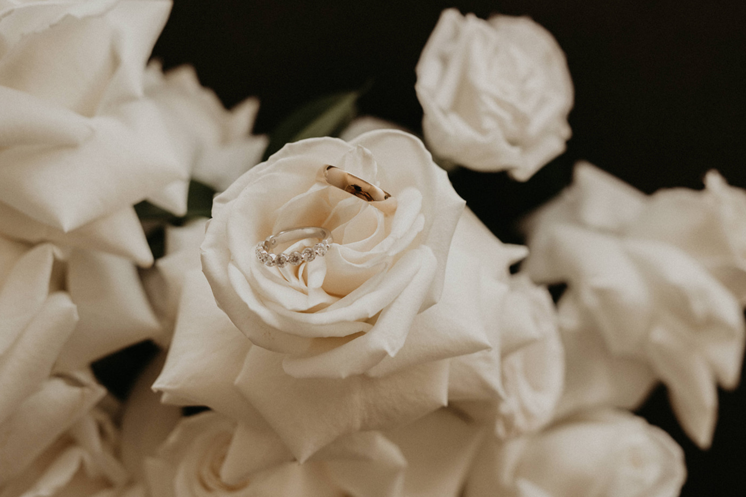 Wedding rings resting on a white rose