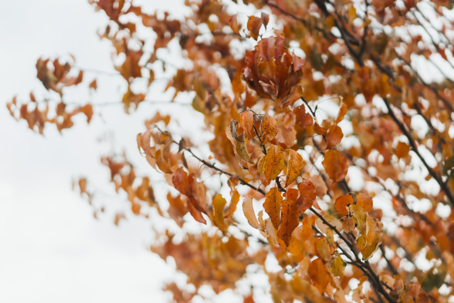 Autumn leaves against a pale sky