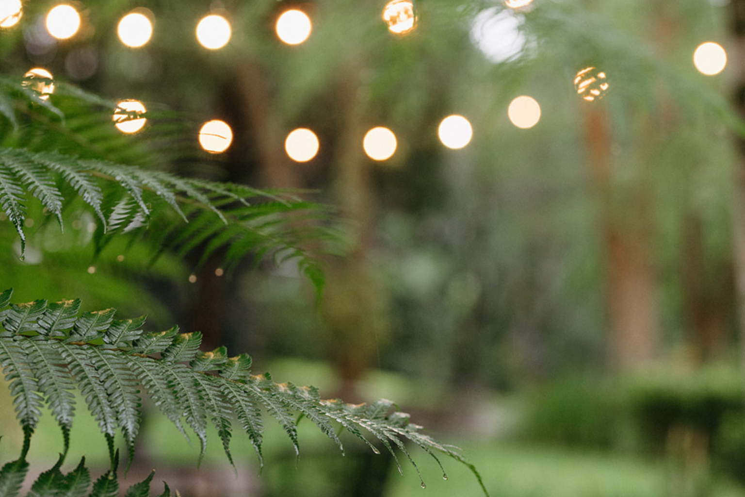 Festoon lights glowing through the palms