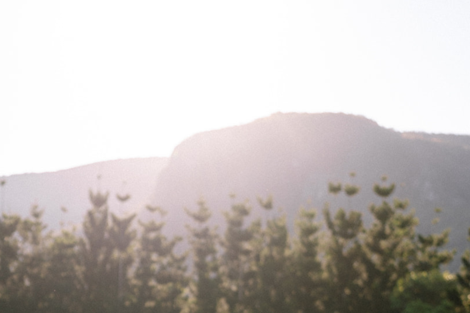 Hazy mountain ridge above the pines at The Bower Estate