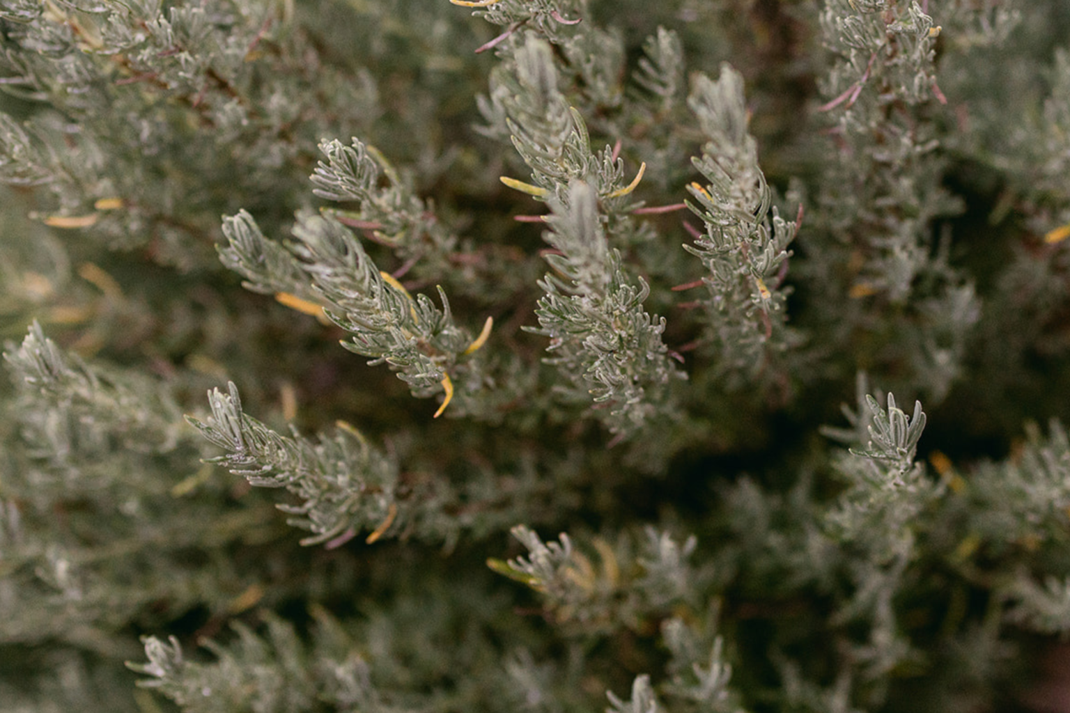 Close-up of silvery native foliage in the Twigley Farm gardens